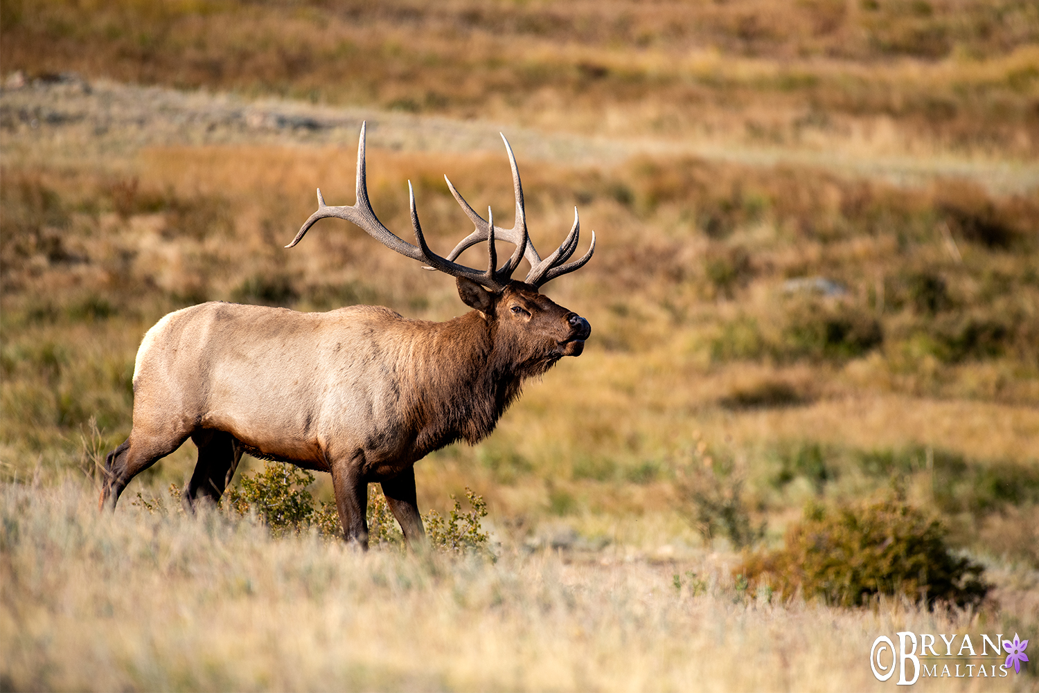 Dominant Bull Elk Colorado
