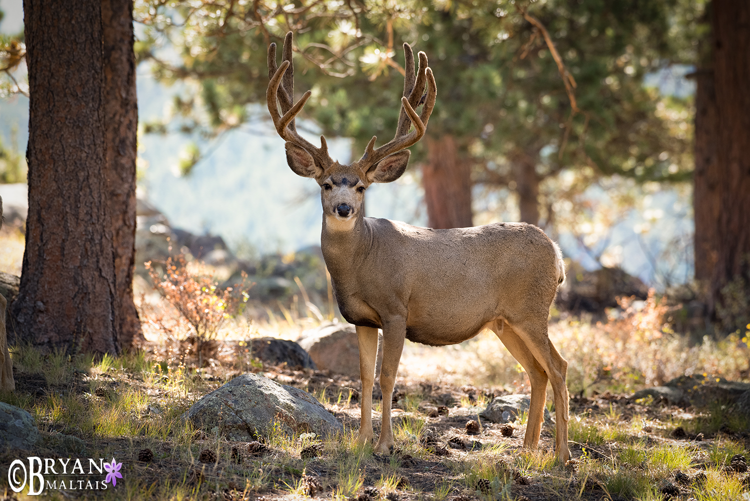 Mule Deer Buck antlers velvet Rocky Mountain National Park Colorado Wildlife Photos