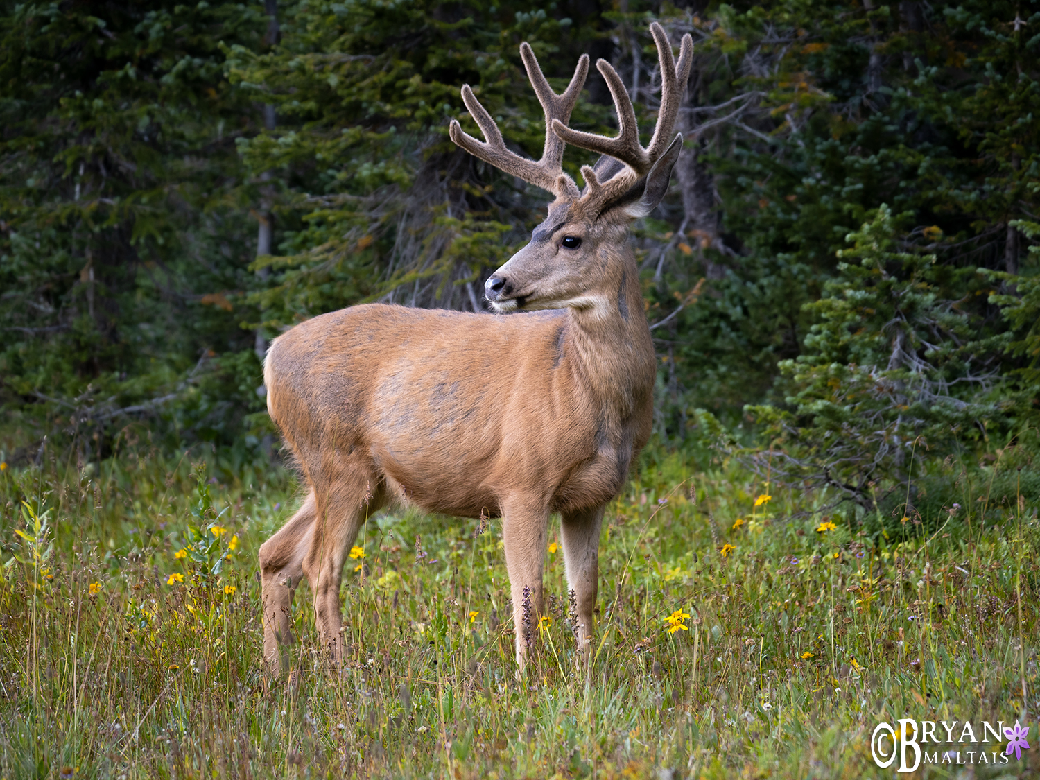 Mule Deer Velvet Colorado Wildlife Photos