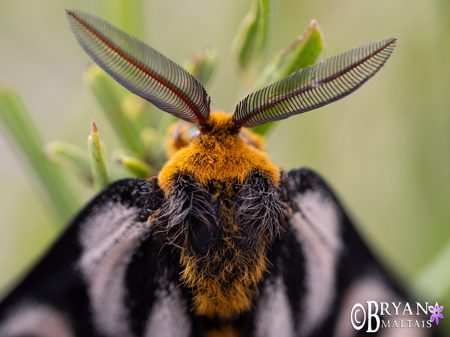 Sagebrush Sheep Moth