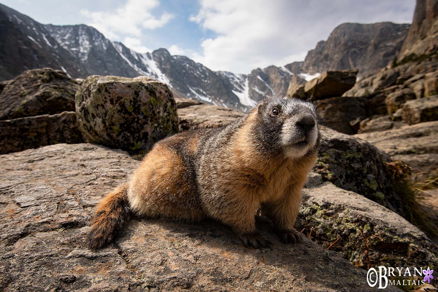 Yelloe-belly marmot rocky mountain national park colorado wildlife photos