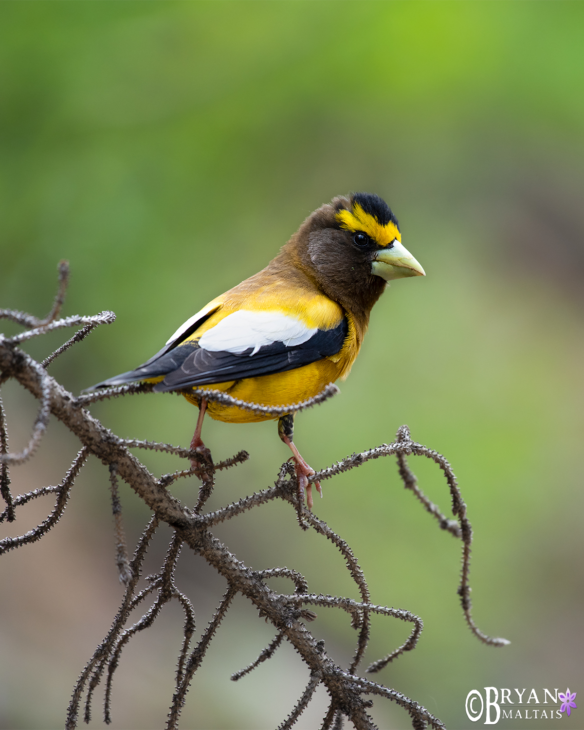 Evening Grosbeak