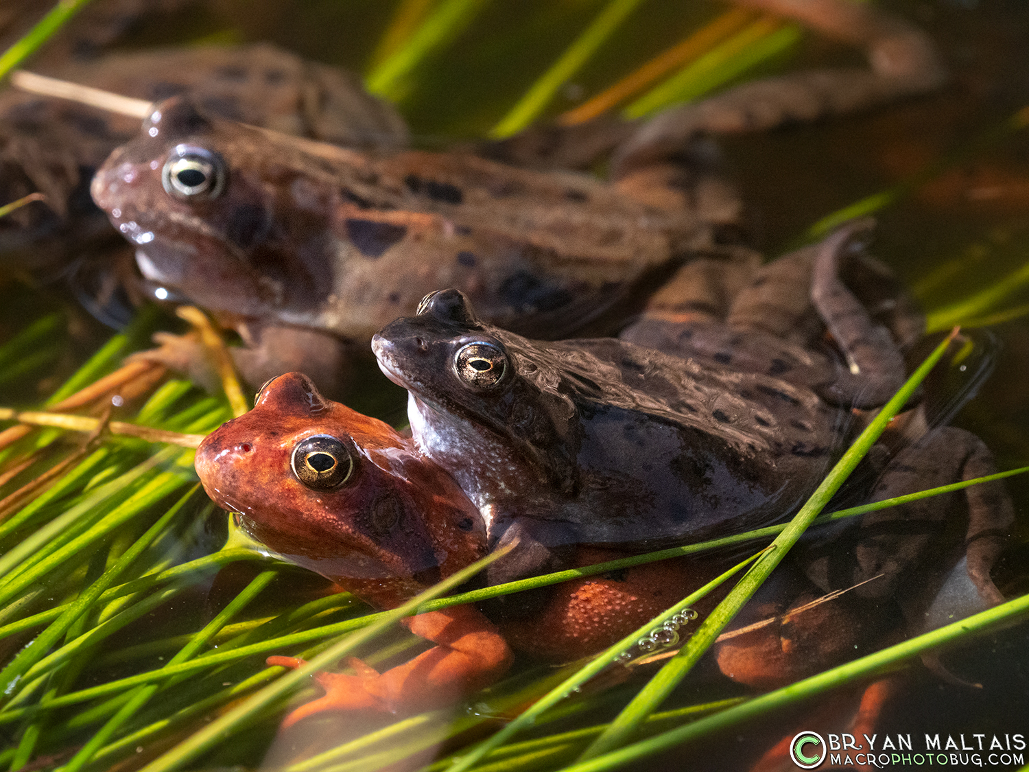 Grass Frogs Amplexus, Germany