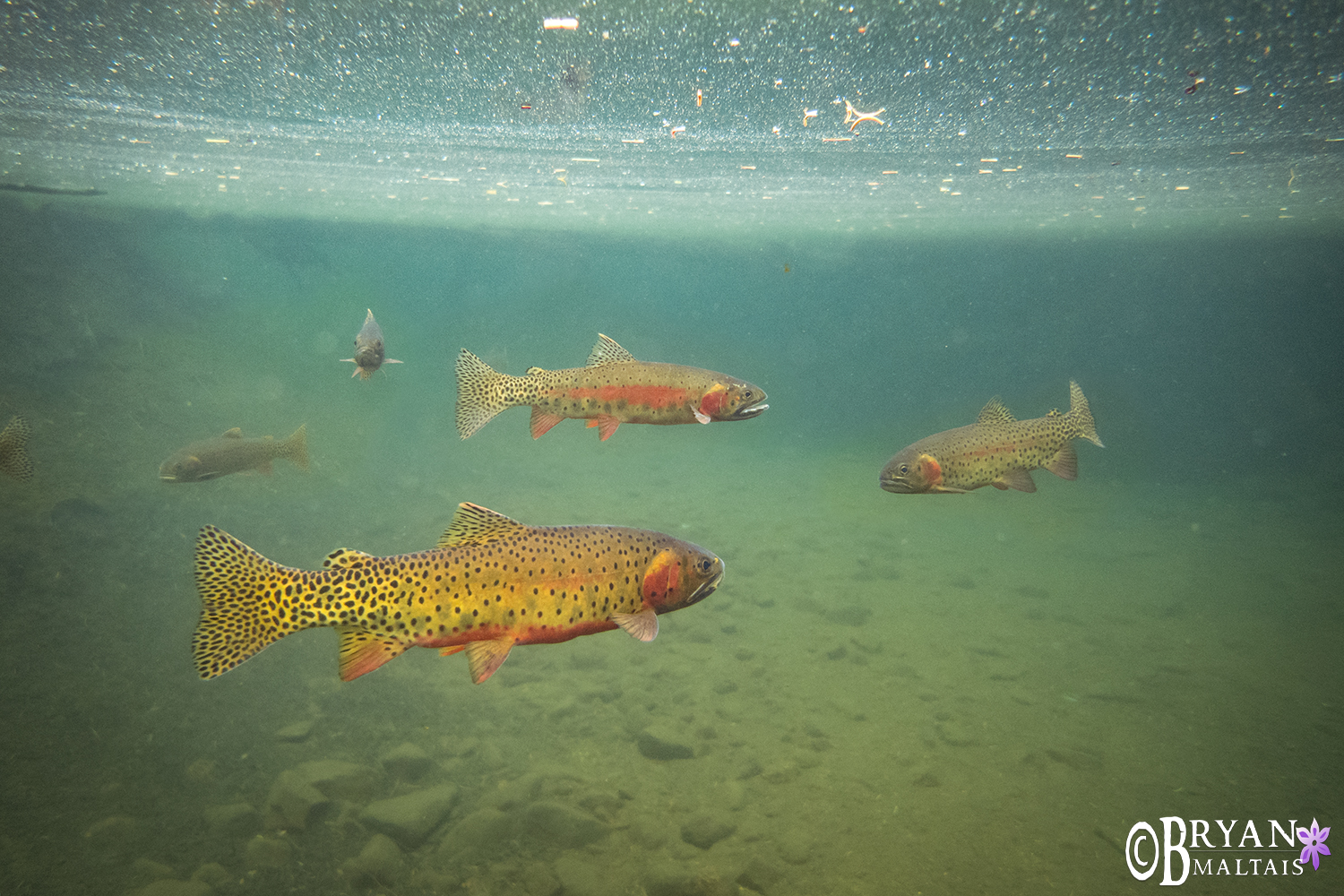 greenback cutthroat trout