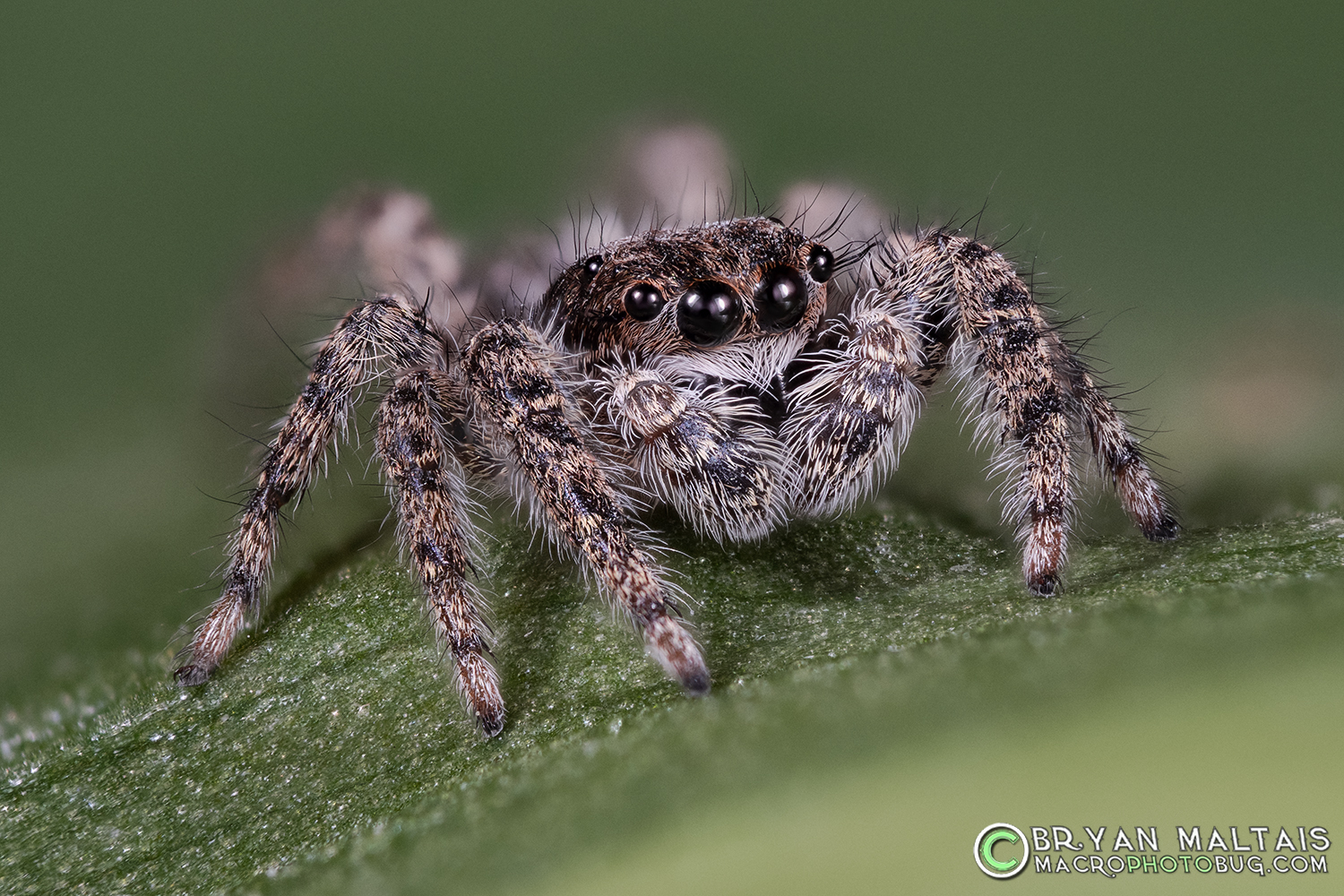 platycryptus jumping spider