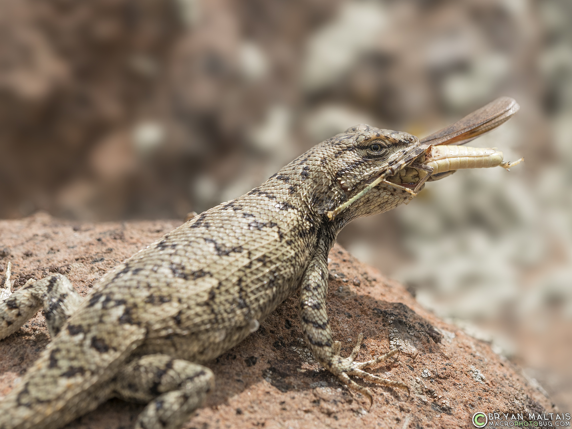 Prairie Lizard