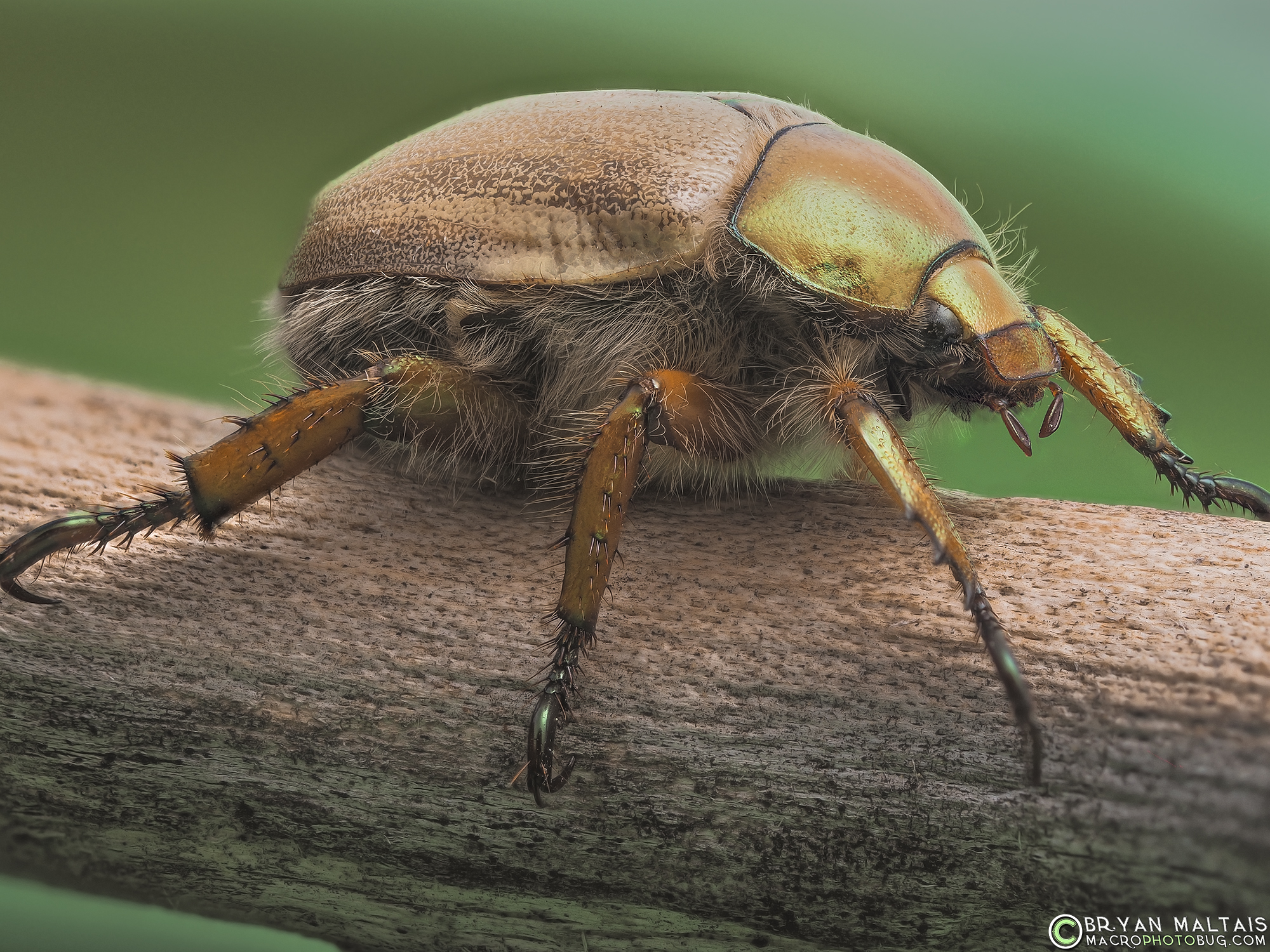 Goldsmith Beetle