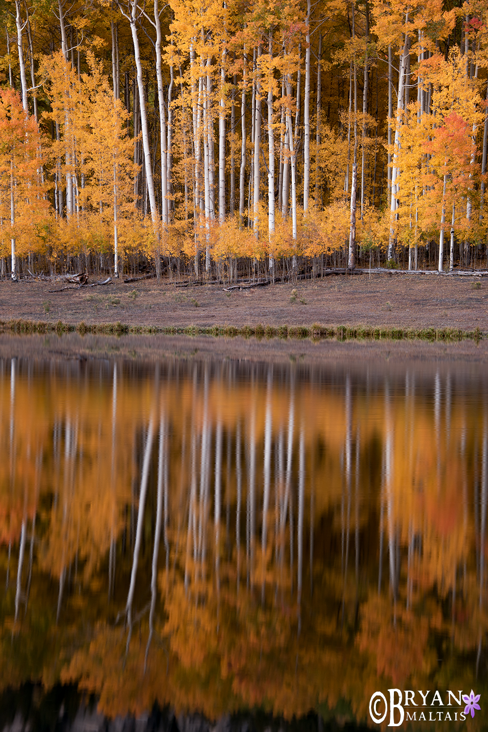 Aspen Fall Colors Reflection Vertical Colorado
