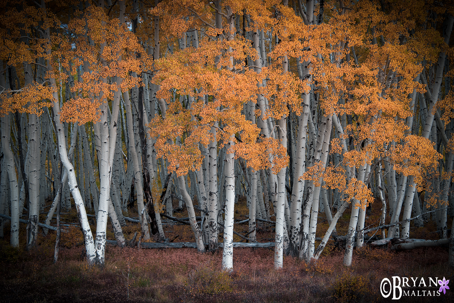 Aspen Trunks Colorado Fall Colors