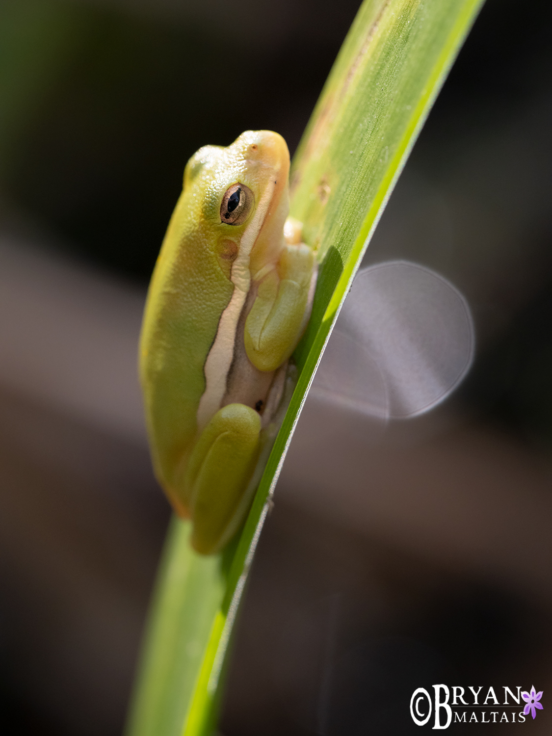 green treefrog on reed