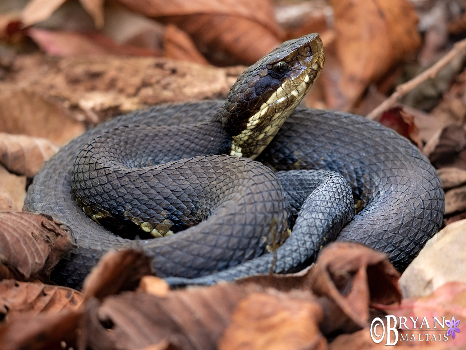 northern cottonmouth coiled in leaves herping photos