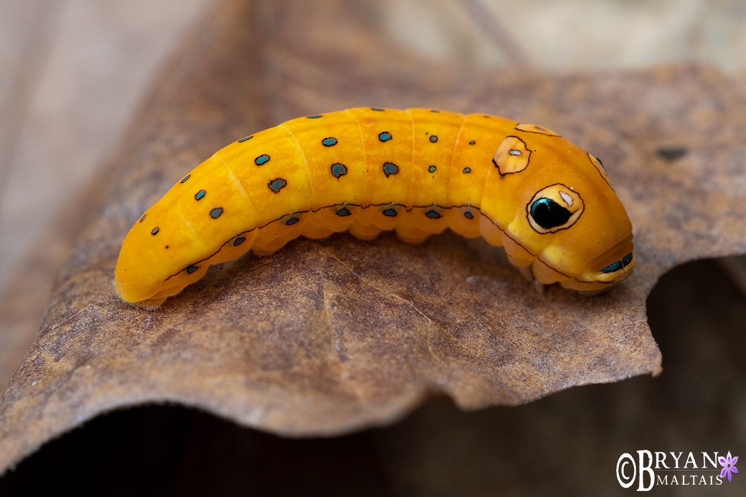 spicebrush swallowtail caterpillar missouri