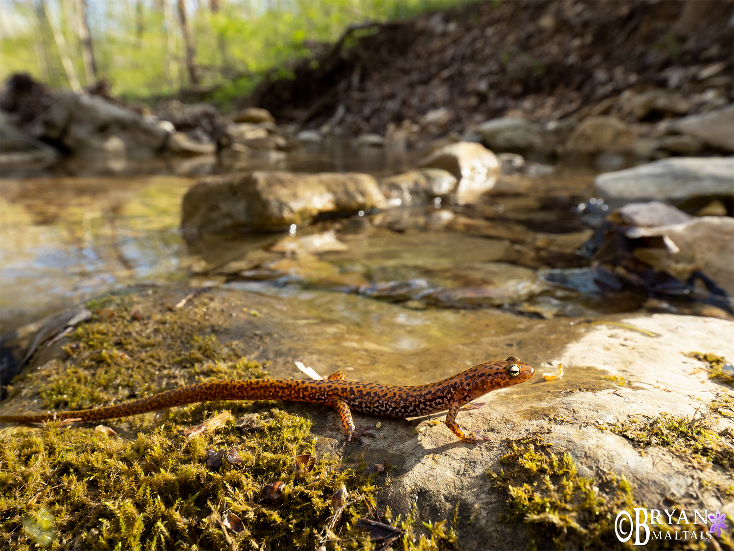 Long-tailed-salamander-stream-bg