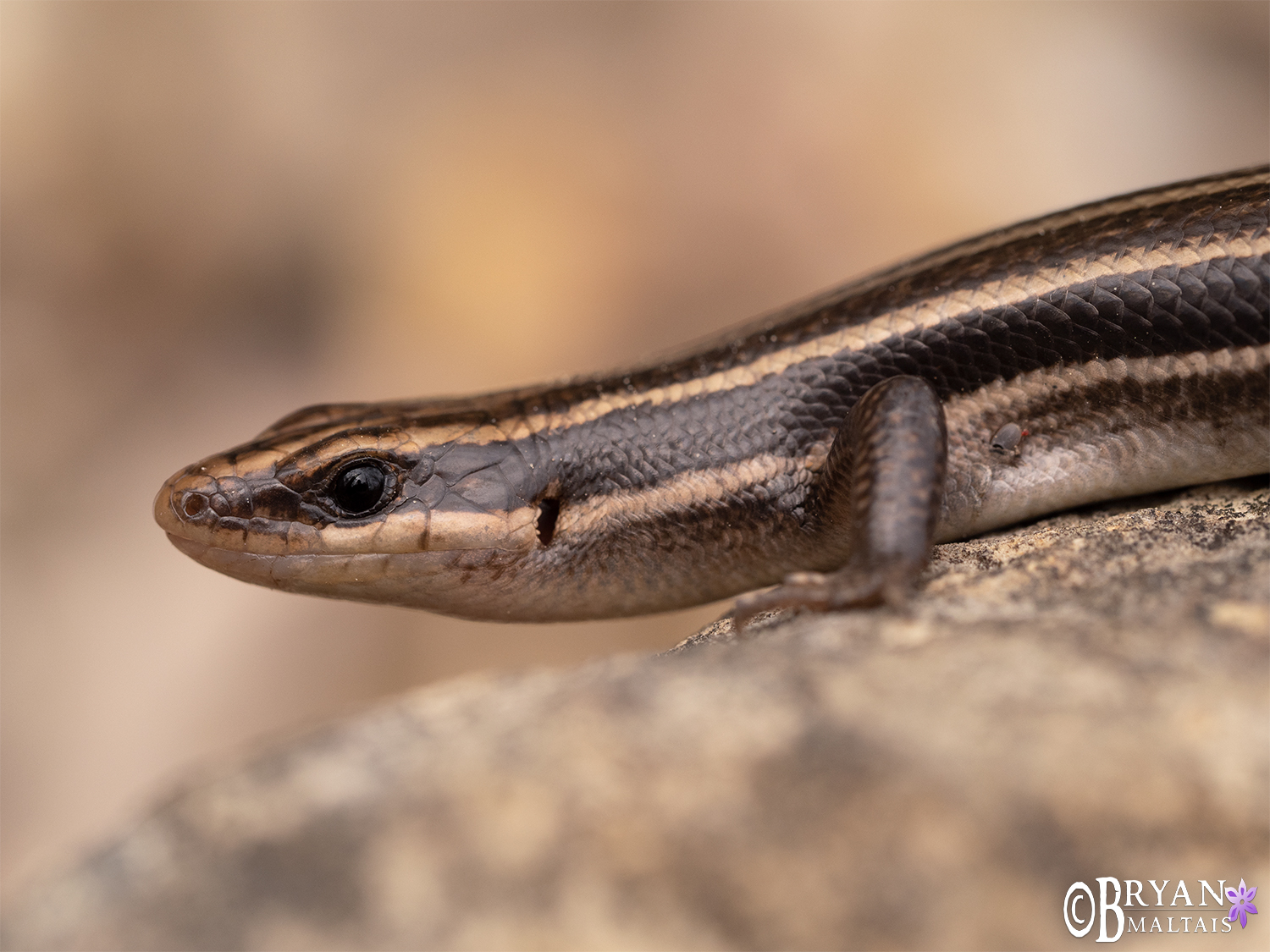 Five-lined Skink