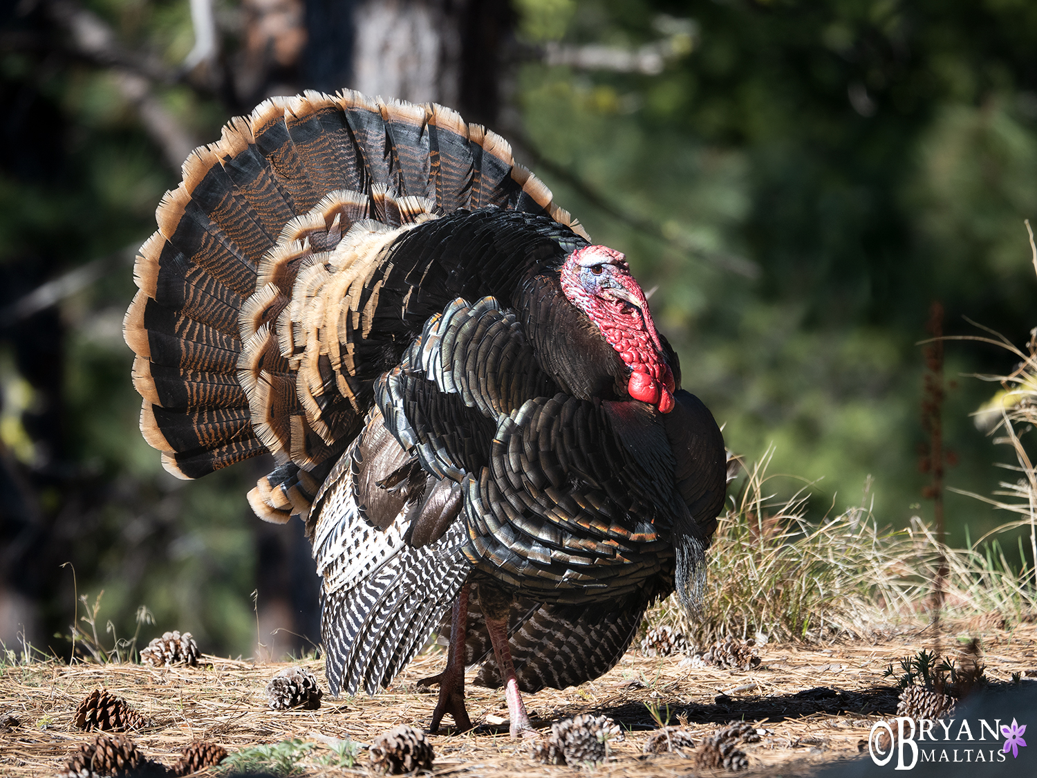 tom-turkey-bitterroot-valley-montana