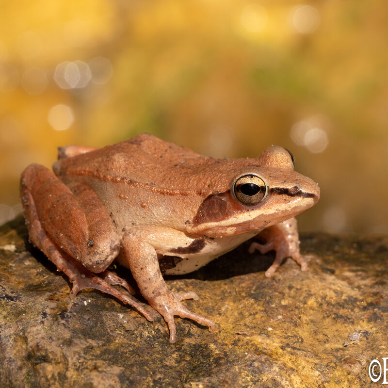 wood frog