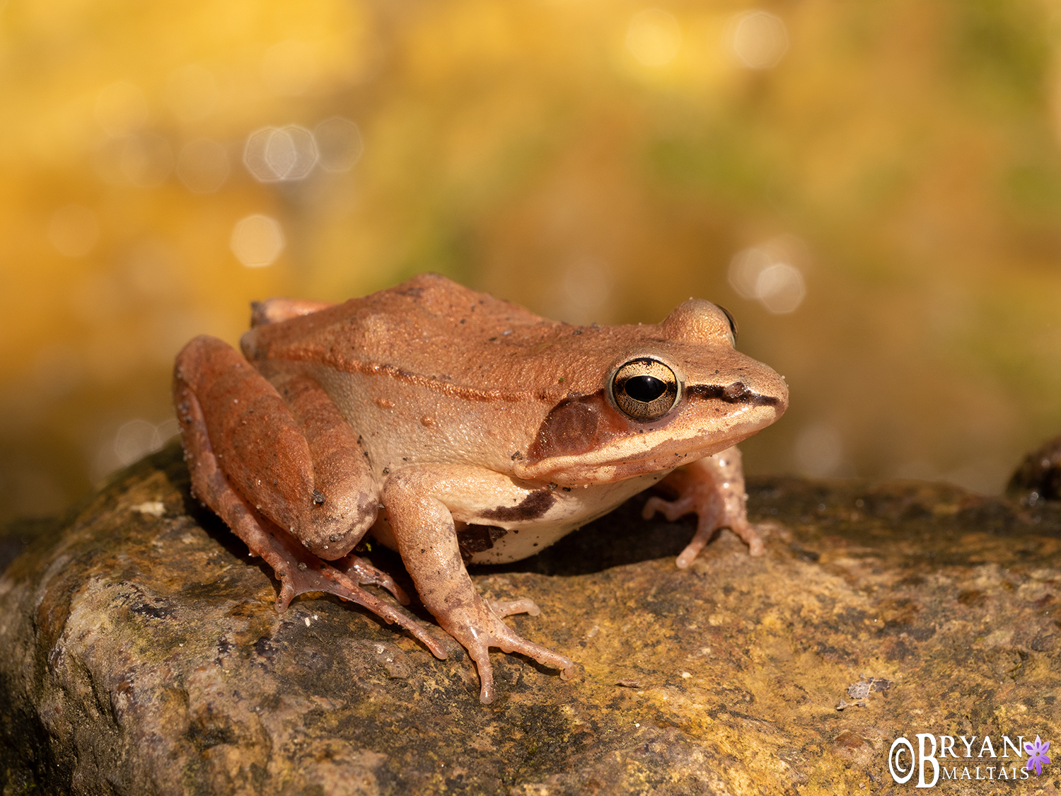 wood frog