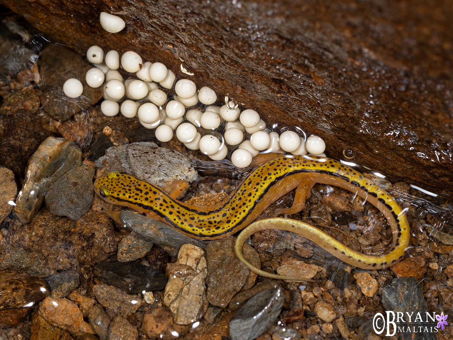 blue ridge two-lined salamander with eggs 2 gsmnp