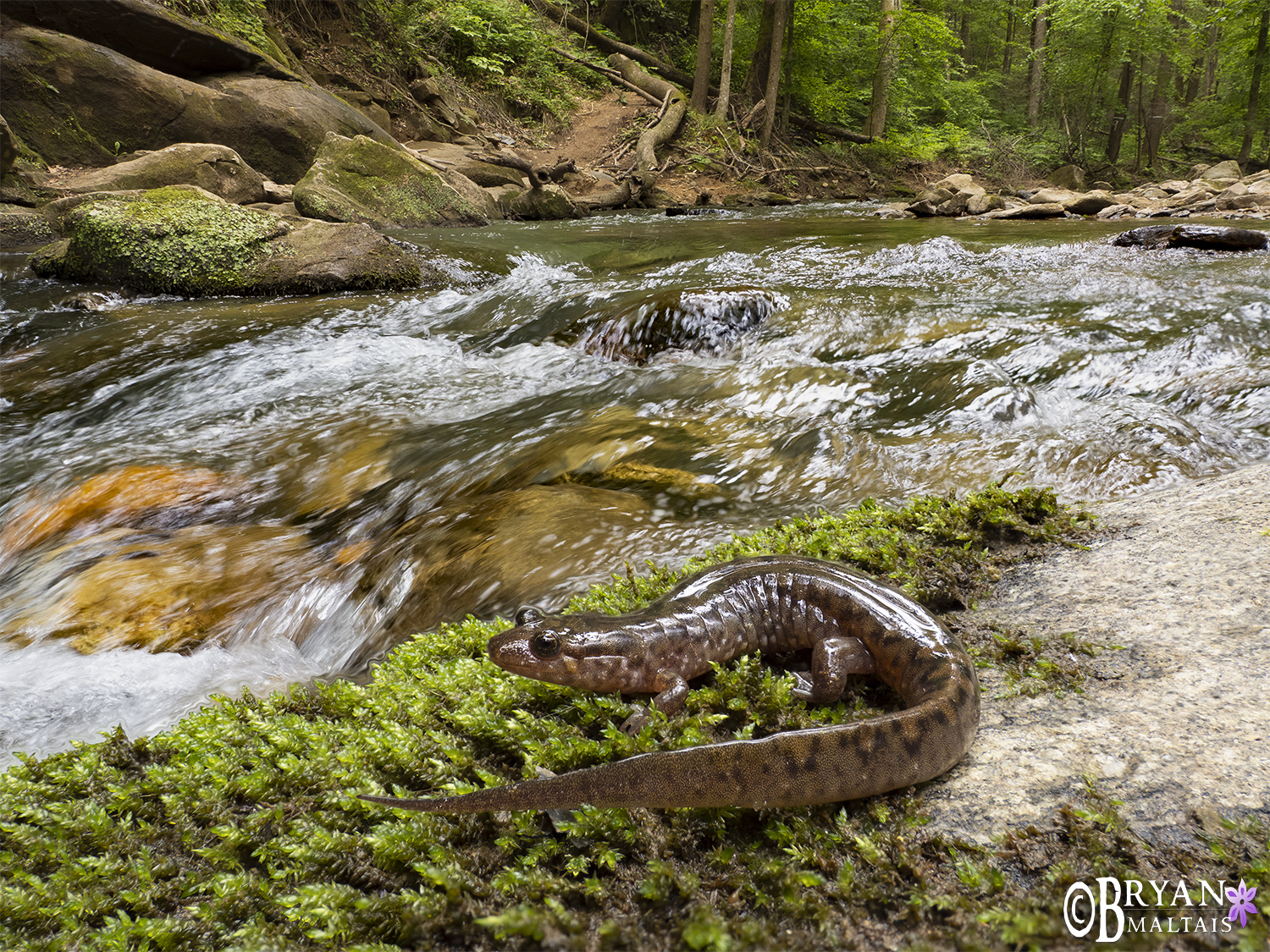 Seal Salamander along River