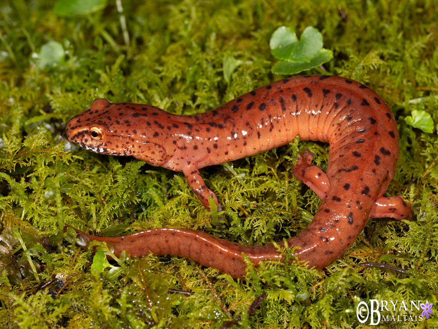 Spring Salamander
