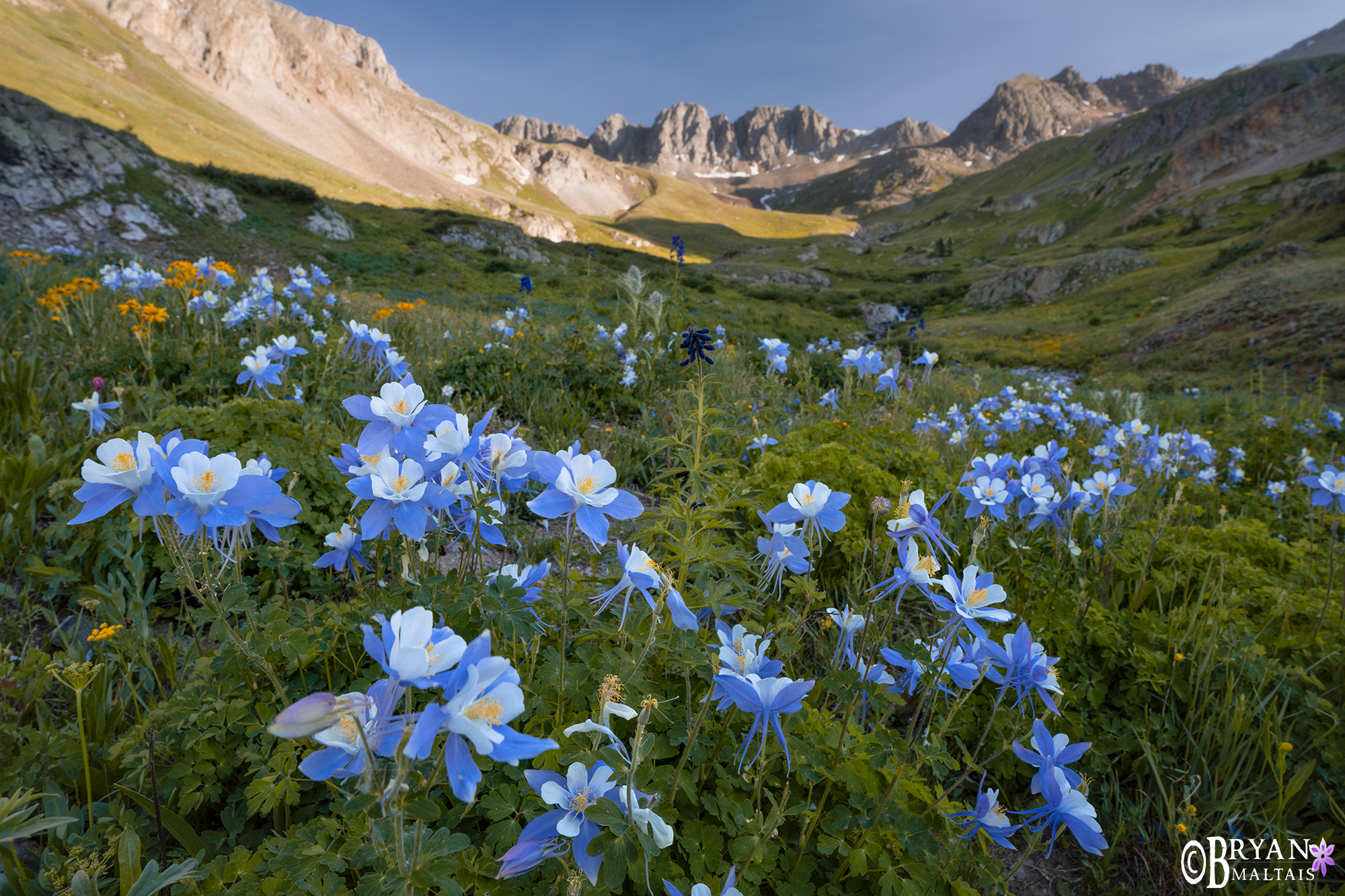 San Juan Mountains Columbine, Colorado