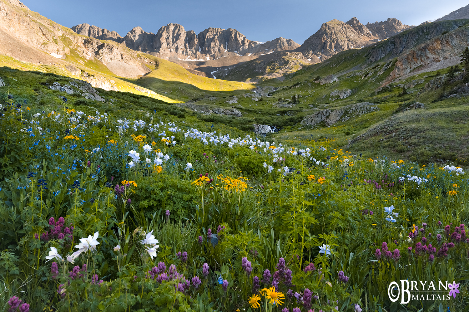 American Basin Colorado Wildflower Meadow