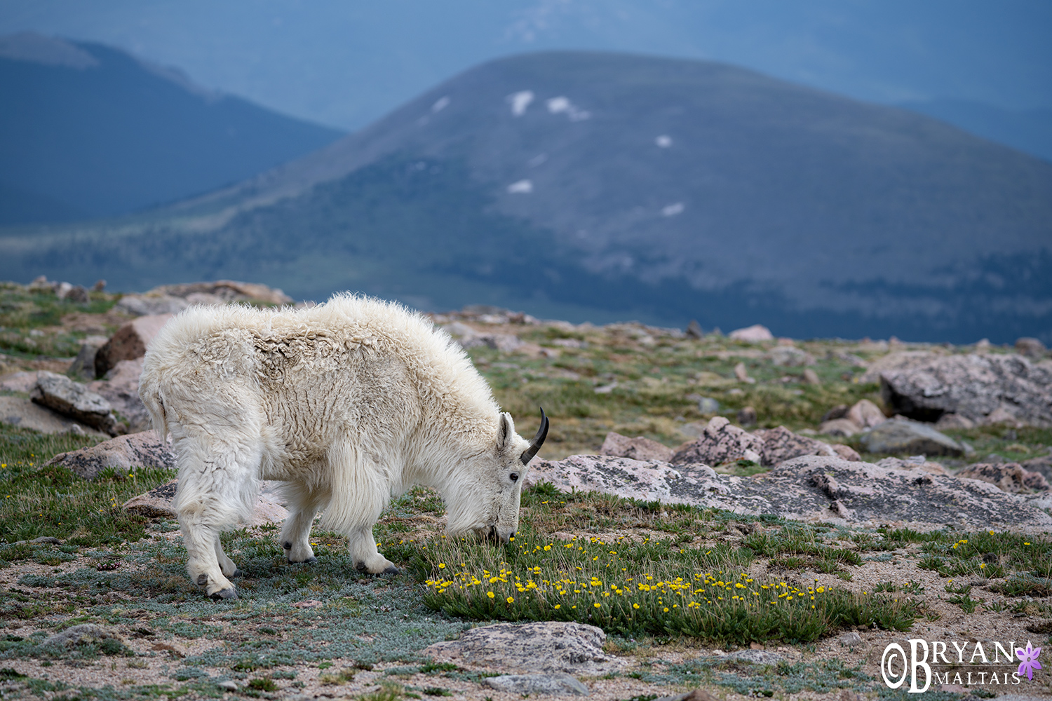 Mountain Goat Grazing Mt Evans Colorado wildlife photos