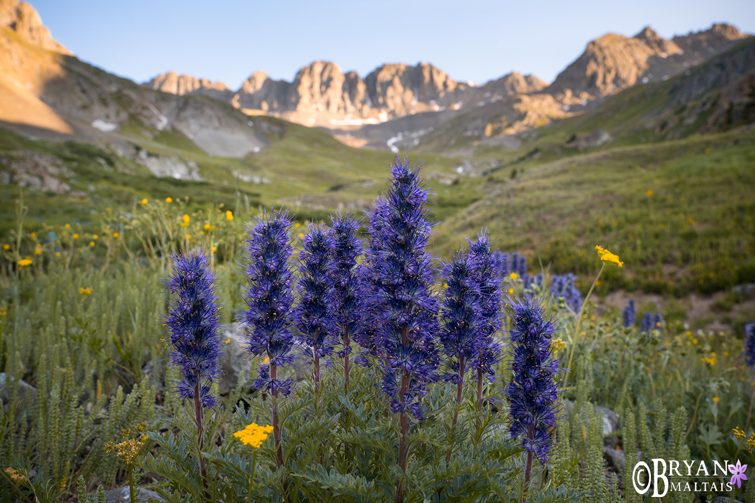 Purple Fringe American Basin Wildflowers Colorado