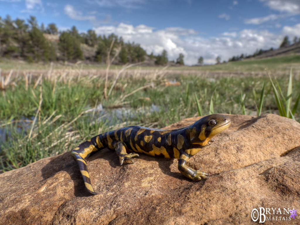 Tiger Salamander in habitat