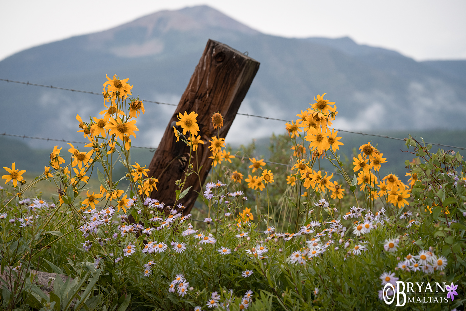 crested butte wildflower photo workshop sneezeweed and fence