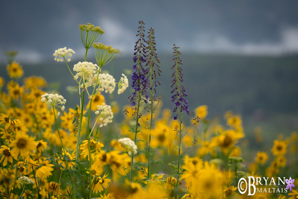 crested-butte-wildflowers-subalpine-larkspur-aspen-sunflowers
