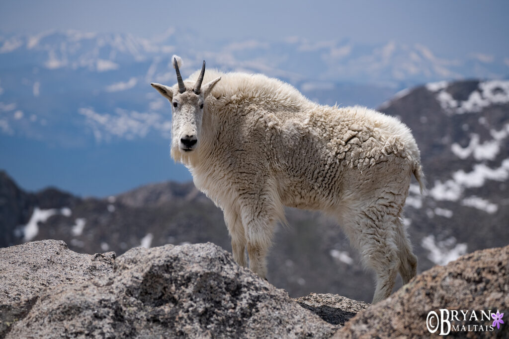 mountain goat billy mt evans colorado wildlife photography