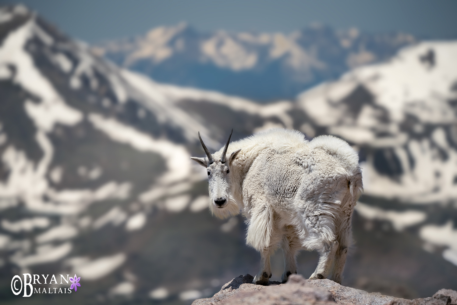 Billygoat in Mountains