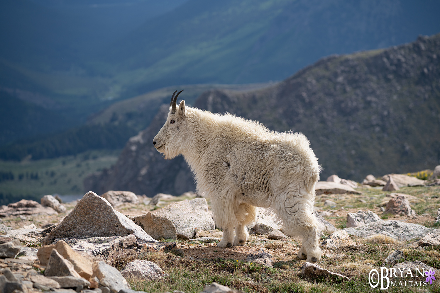 mountain goat looking out mt evans colorado wildlife photos