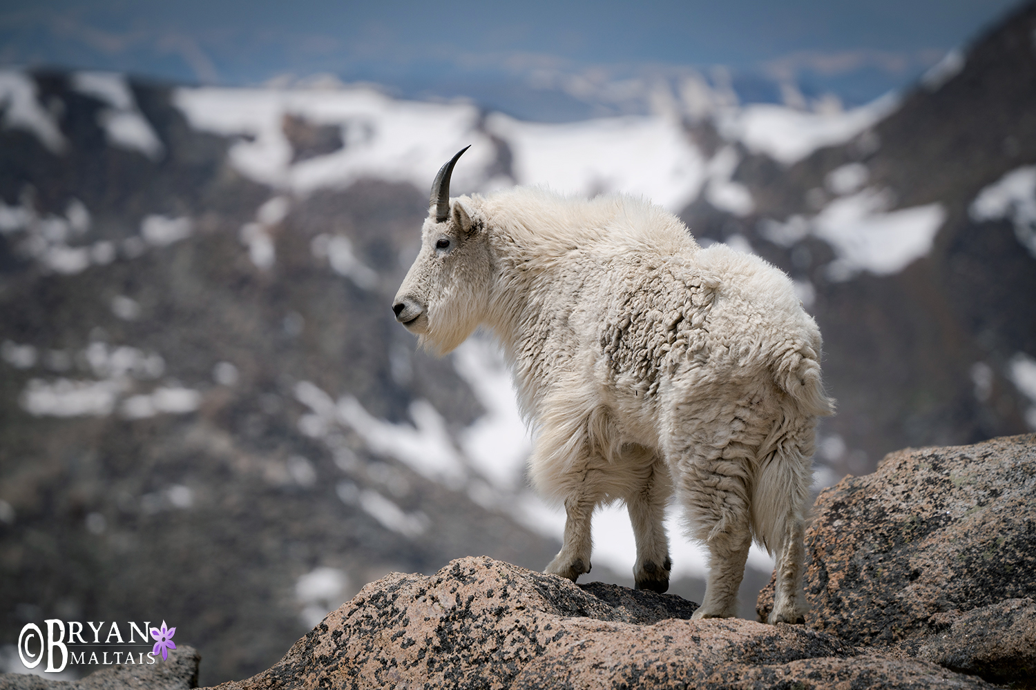 mountain goat mt evans colorado