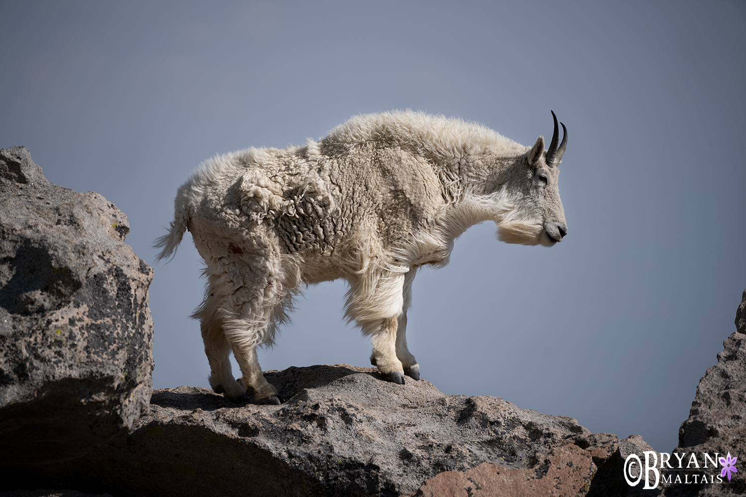 Mountain Goat in the Wind