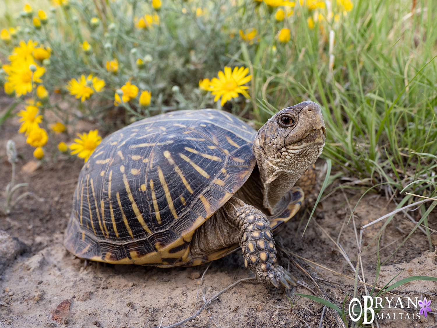 plains box turtle colorado