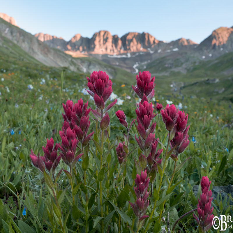 red paintbrush governor basin wildflowers colorado