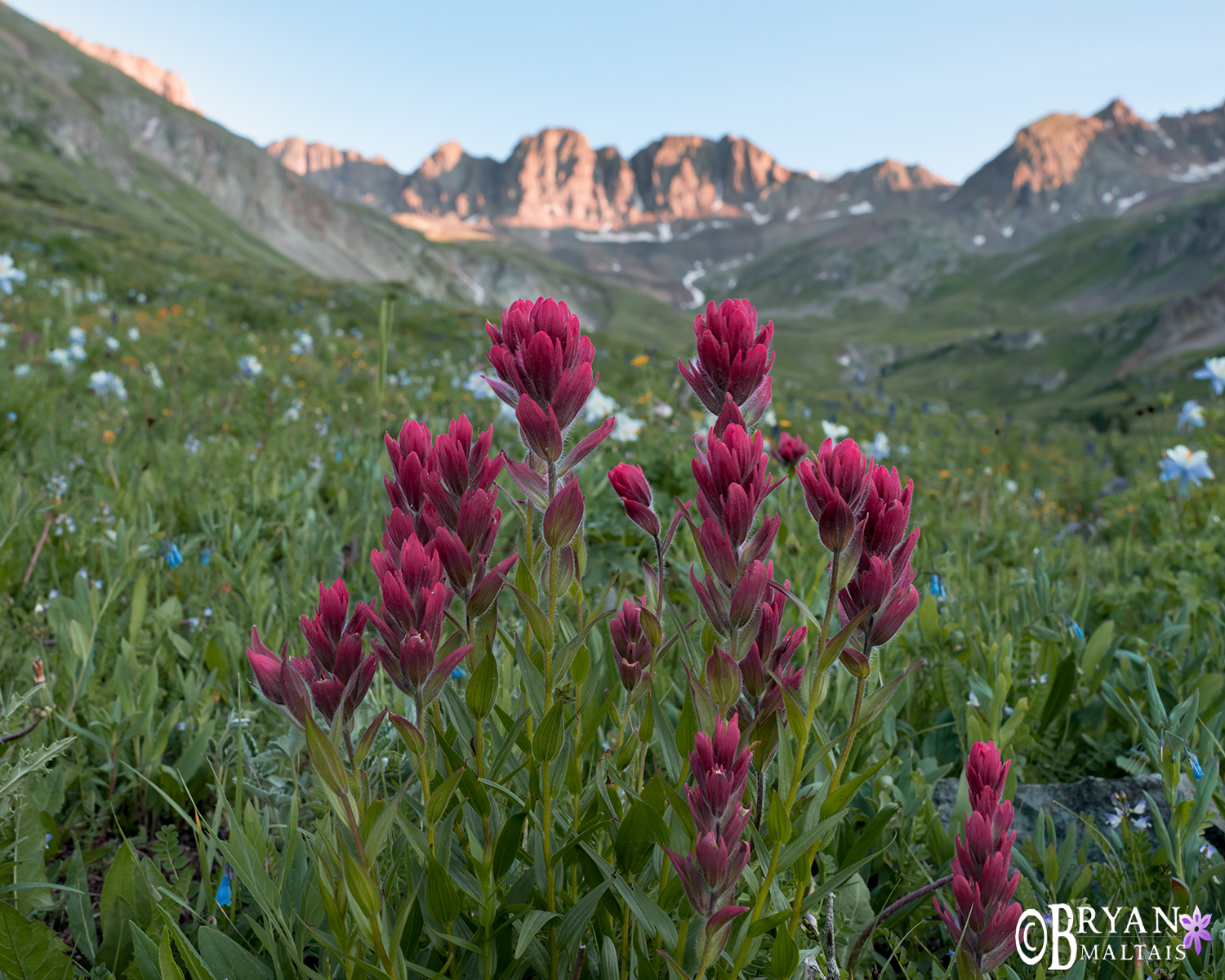 red paintbrush governor basin wildflowers colorado