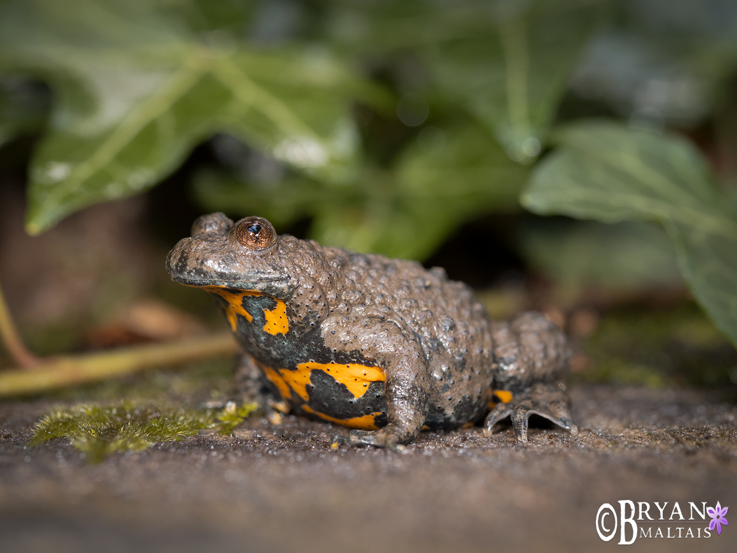 Bonbina-variegata-yellow-belly-toad-gelbbauchunke-denkendorf-germany