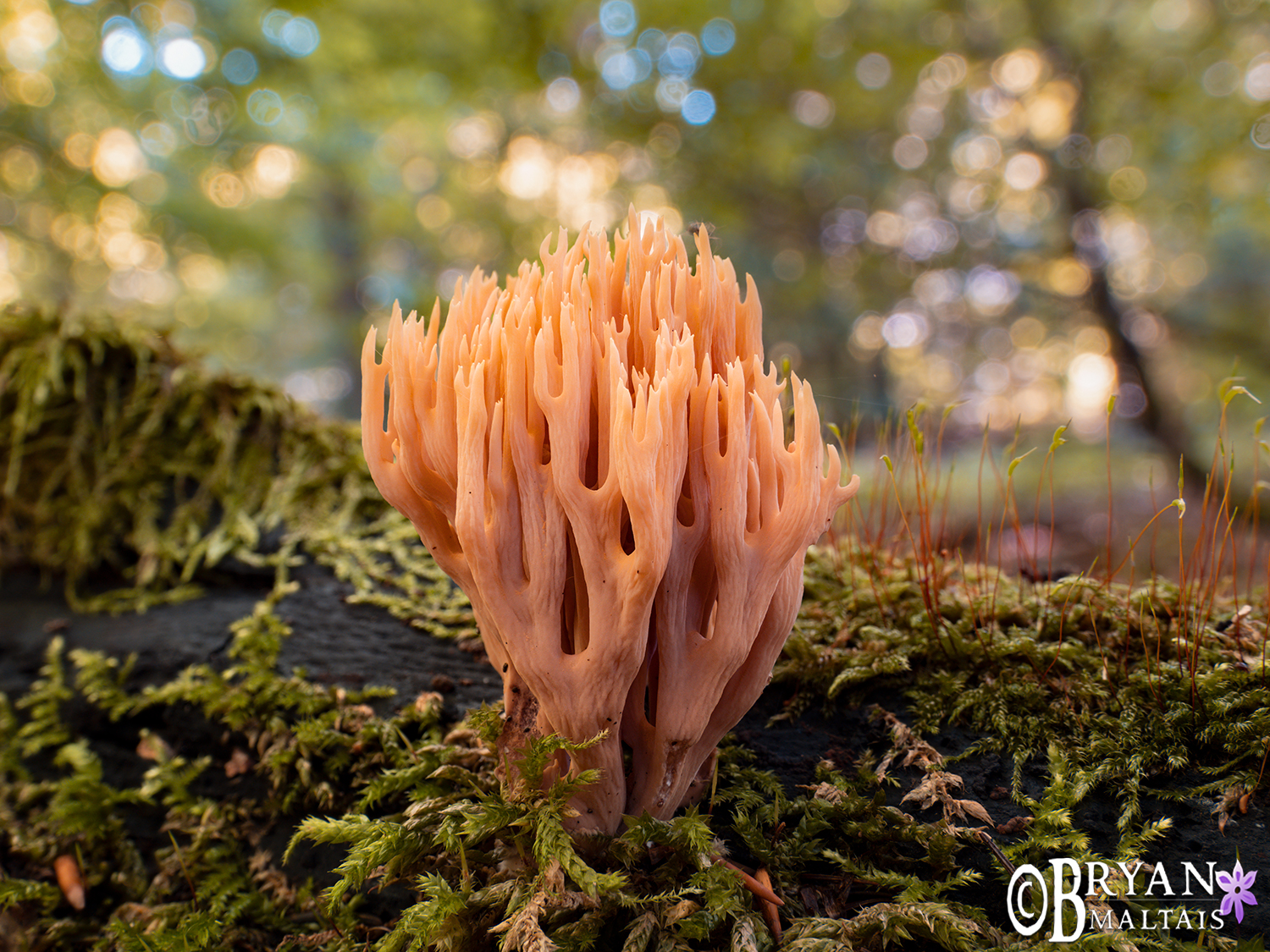 coral-fungus-silberwald-germany
