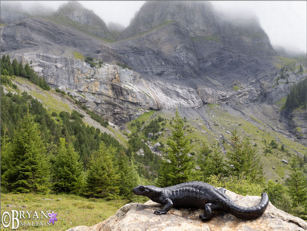 alpensalamander in the mountains