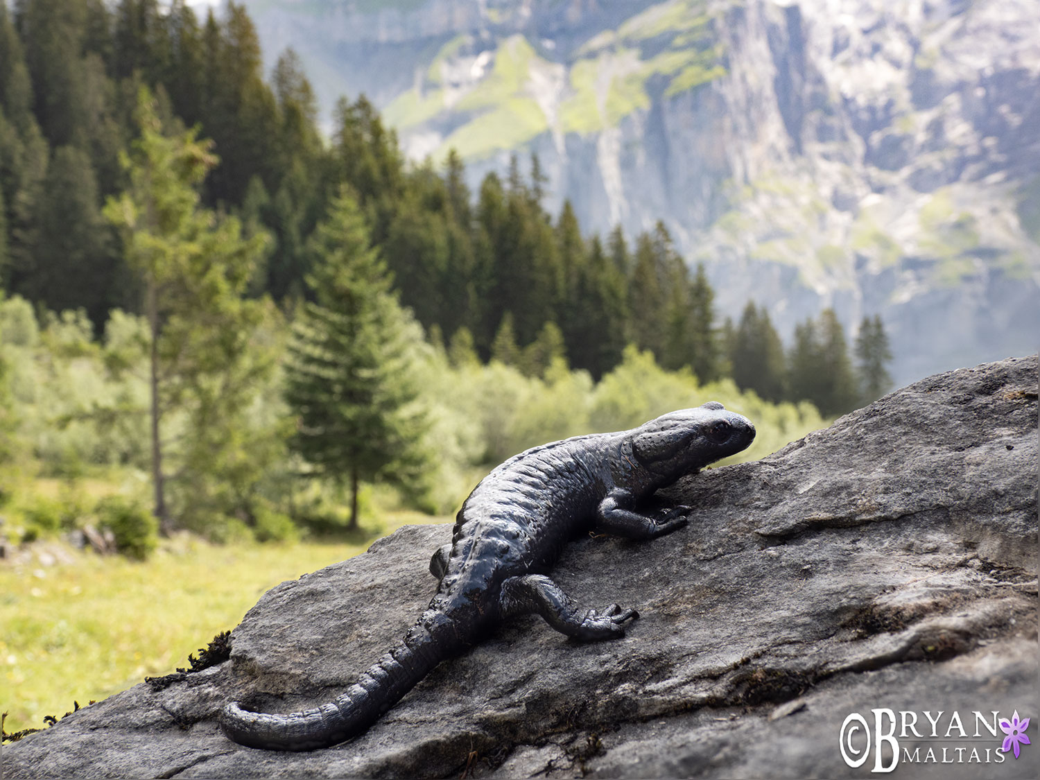 alpensalamander-oeschinensee-stein