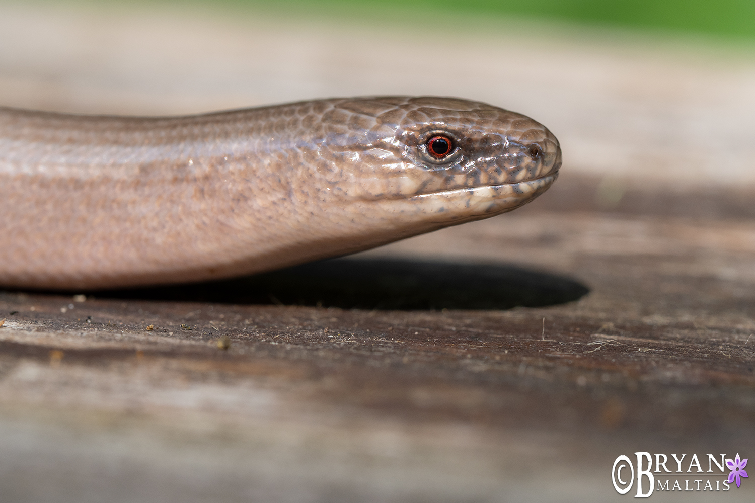 blindschleiche slow worm silberwald