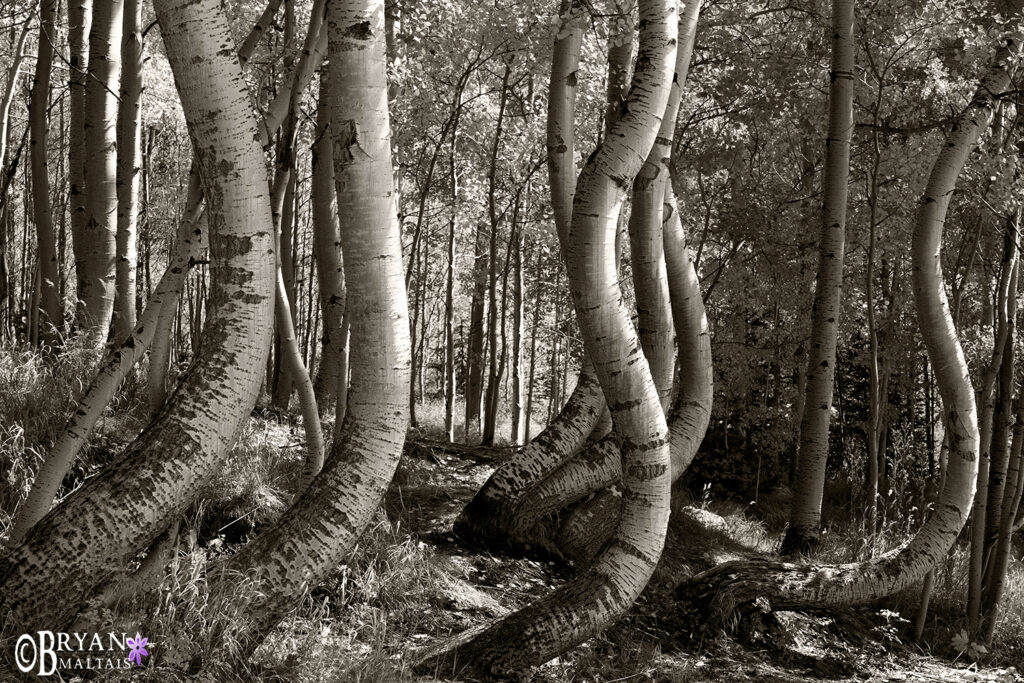 crooked aspens black and white 2021