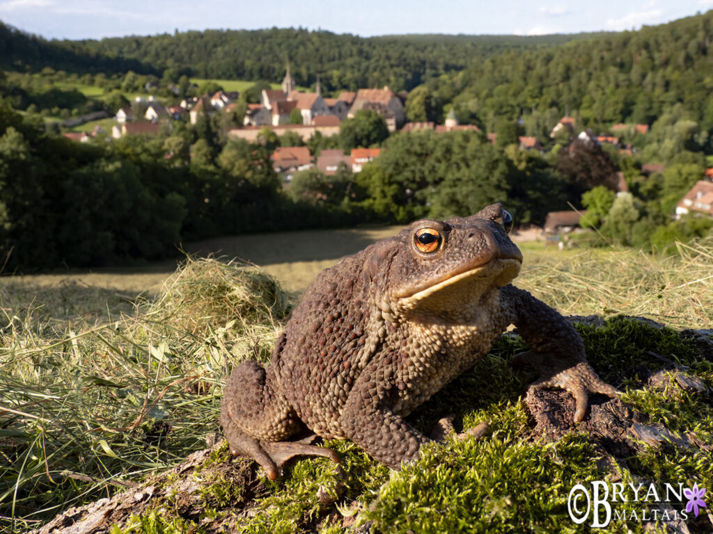 Common Toad, Bebenhausen, Germany