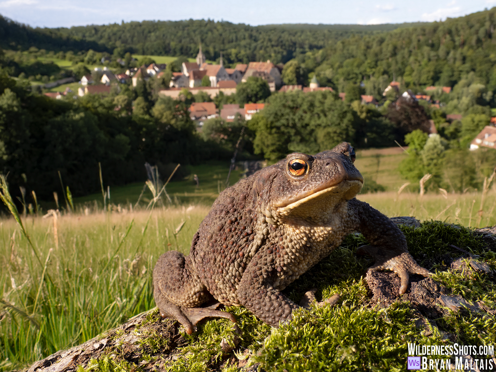 Common Toad, Bebenhausen, Germany