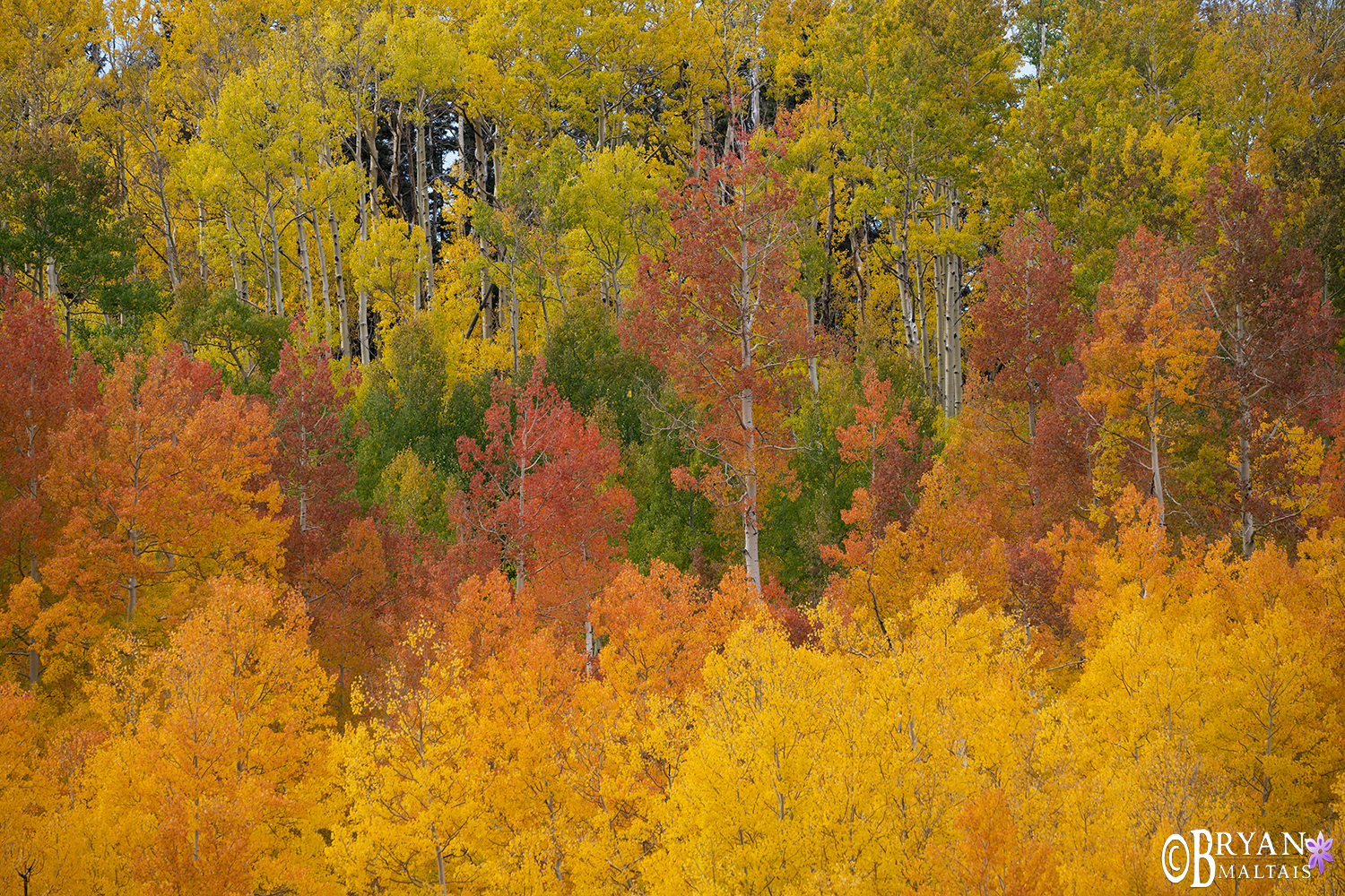 Aspen Fall Colors Pallette Wildernessshots Photography