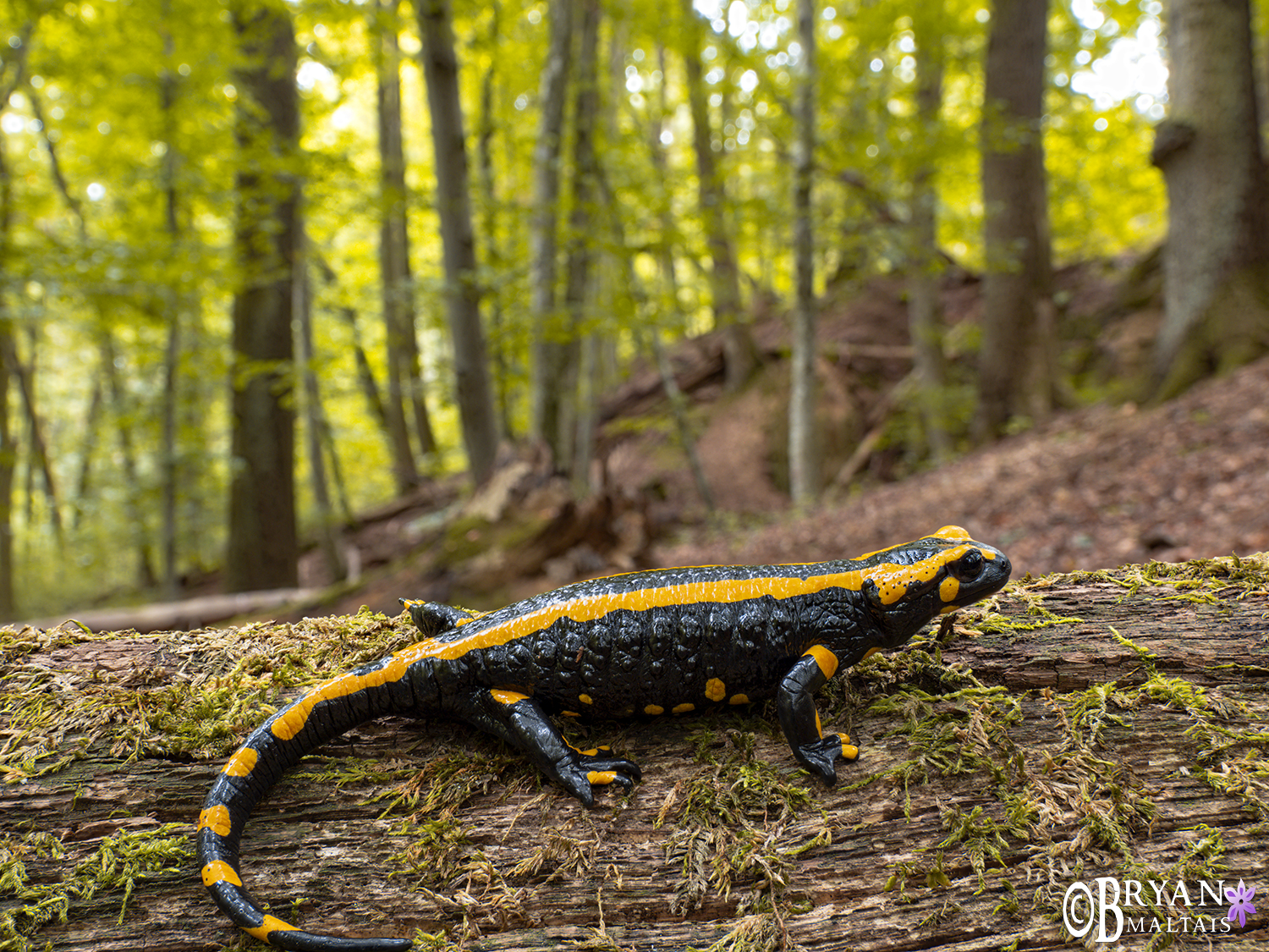 fire salamander female in forest wolfschlugen