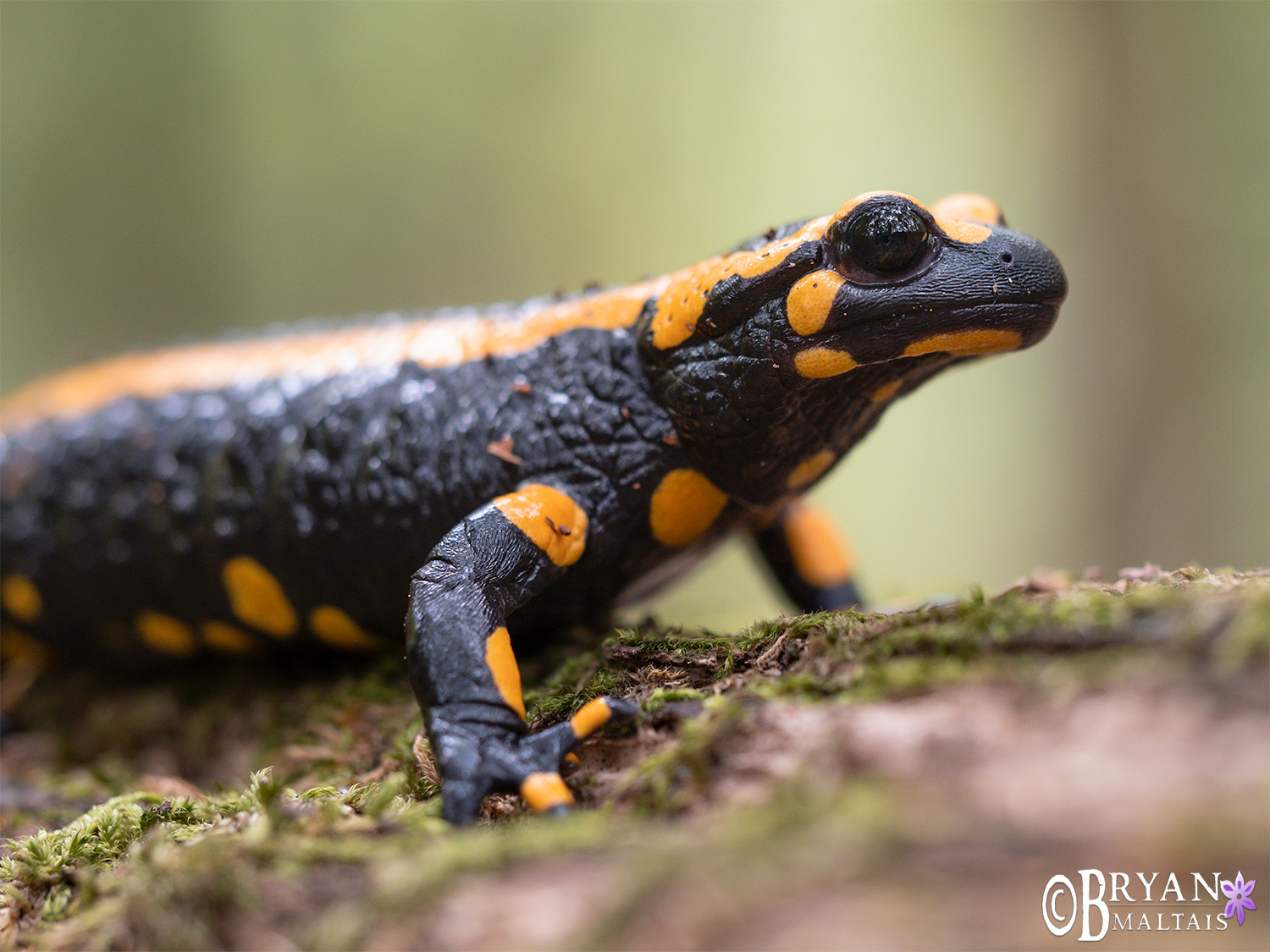 fire salamander headshot ruit